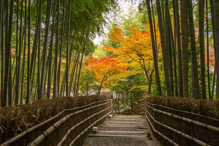 Rừng Trúc Arashiyama vào Thu