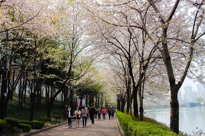 Con đường hoa Hồ Seokchon