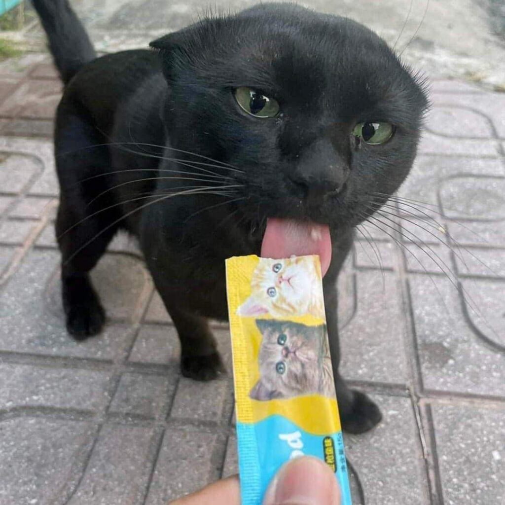 Cho ăn thường xuyên