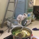 Mèo đang đi vệ sinh
