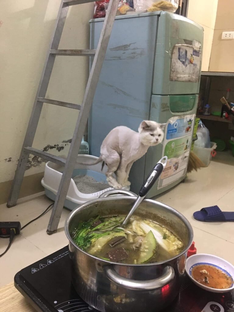 Mèo đang đi vệ sinh