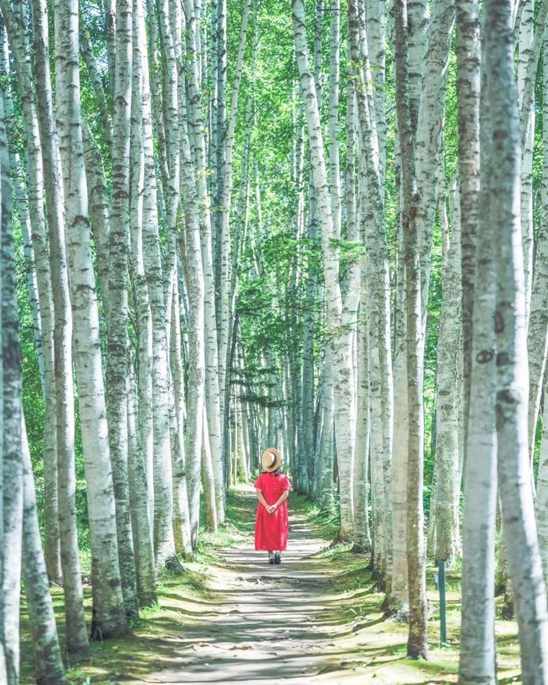 Con Đường Bạch Dương