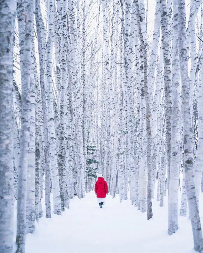 Mùa Đông: Giấc mơ tuyết trắng (Winter Wonderland)