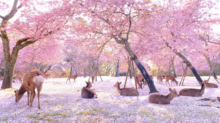 Công Viên Nara (Nara Park)