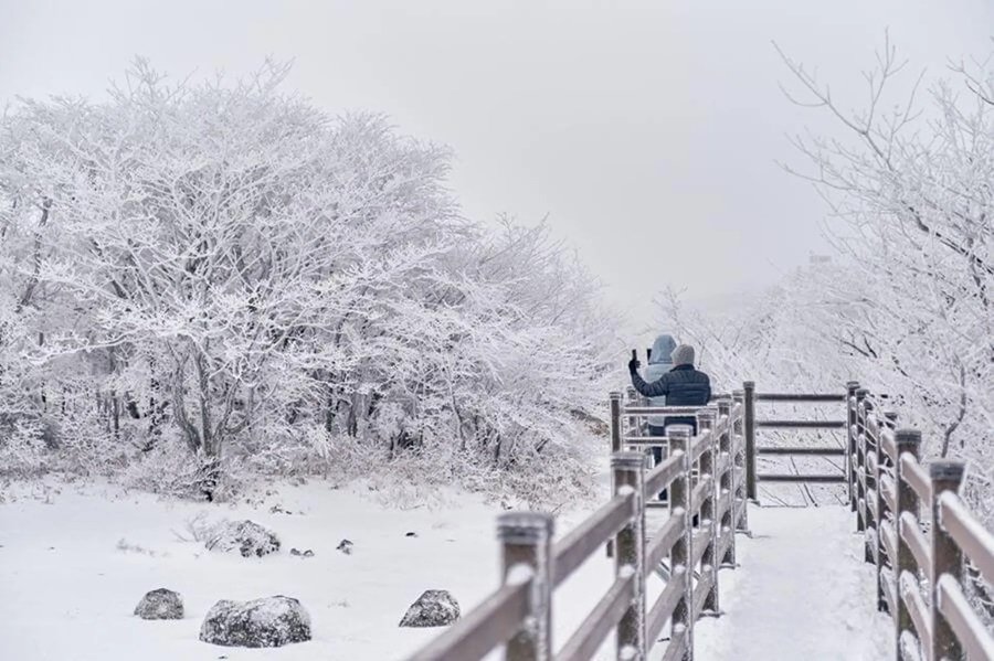 Du lịch Jeju Mùa Đông: Có Tuyết Không?