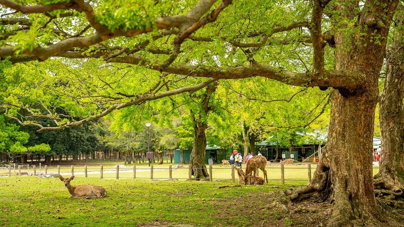 Công Viên Nara (Nara Park)