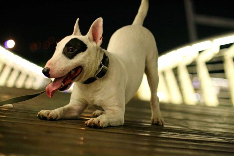 Chó Bull Terrier (A-Z): Nguồn Gốc, Tính Cách & Kinh Nghiệm Nuôi - Trải ...