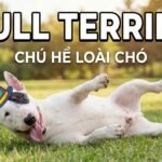 Bull-Terrier
