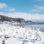 Hồ Inawashiro thiên nga