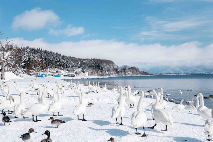 Hồ Inawashiro thiên nga