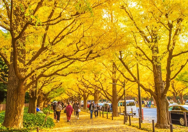 Lá phổi xanh" của Tokyo