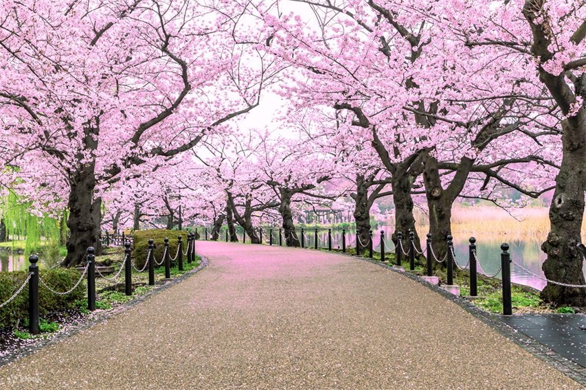 Ngắm hoa anh đào (Hanami)