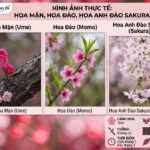 3 loài hoa mùa xuân Nhật Bản