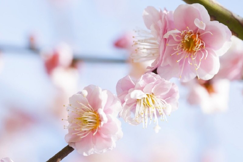 3 loài hoa mùa xuân Nhật Bản