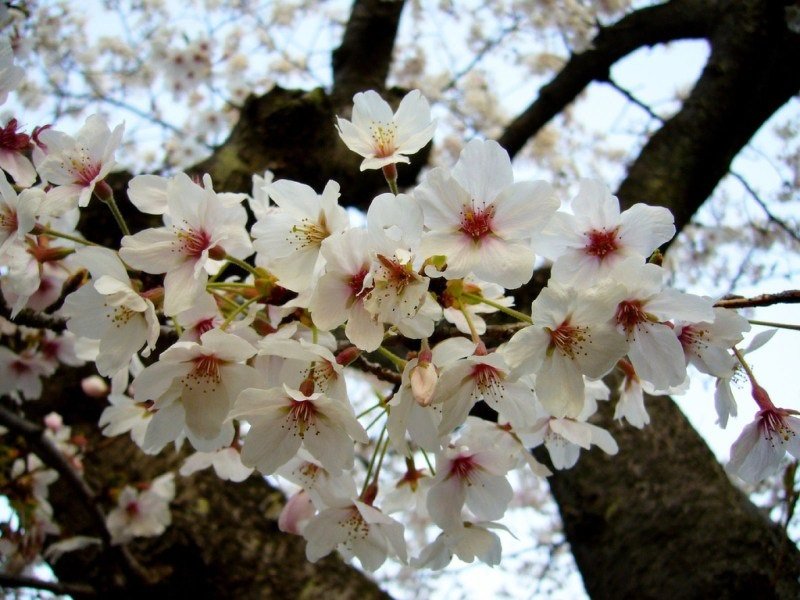 3 loài hoa mùa xuân Nhật Bản