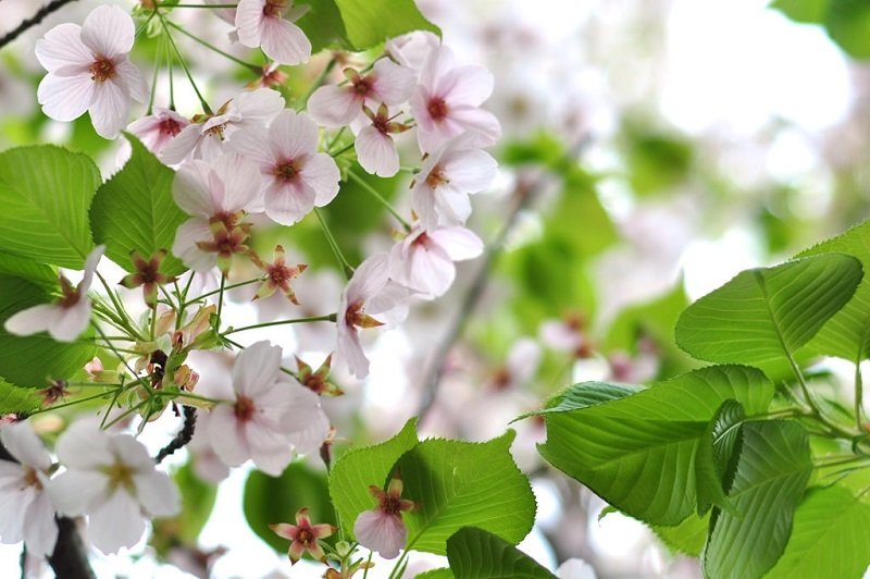 3 loài hoa mùa xuân Nhật Bản