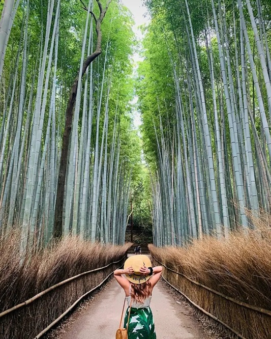 Rừng tre Sagano