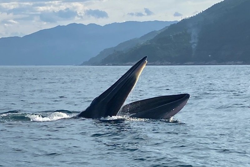 Cá voi xuất hiện ở Vịnh