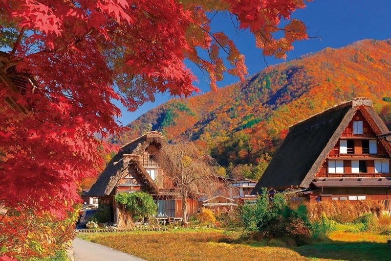 Làng Cổ Shirakawa-go mùa Thu