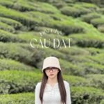 Đồi chè Cầu Đất