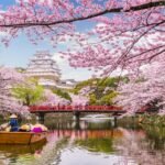 Lâu Đài Himeji mùa hoa anh đào