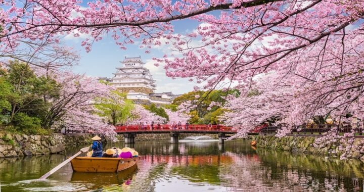 Lâu Đài Himeji mùa hoa anh đào