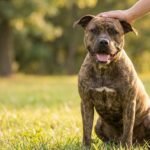 American Pitbull Terrier