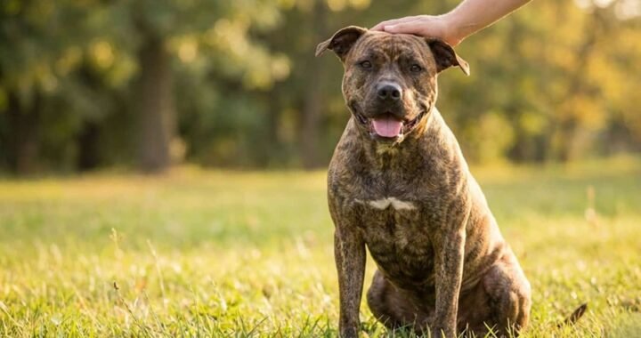 American Pitbull Terrier