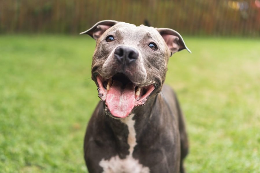 American Pitbull Terrier