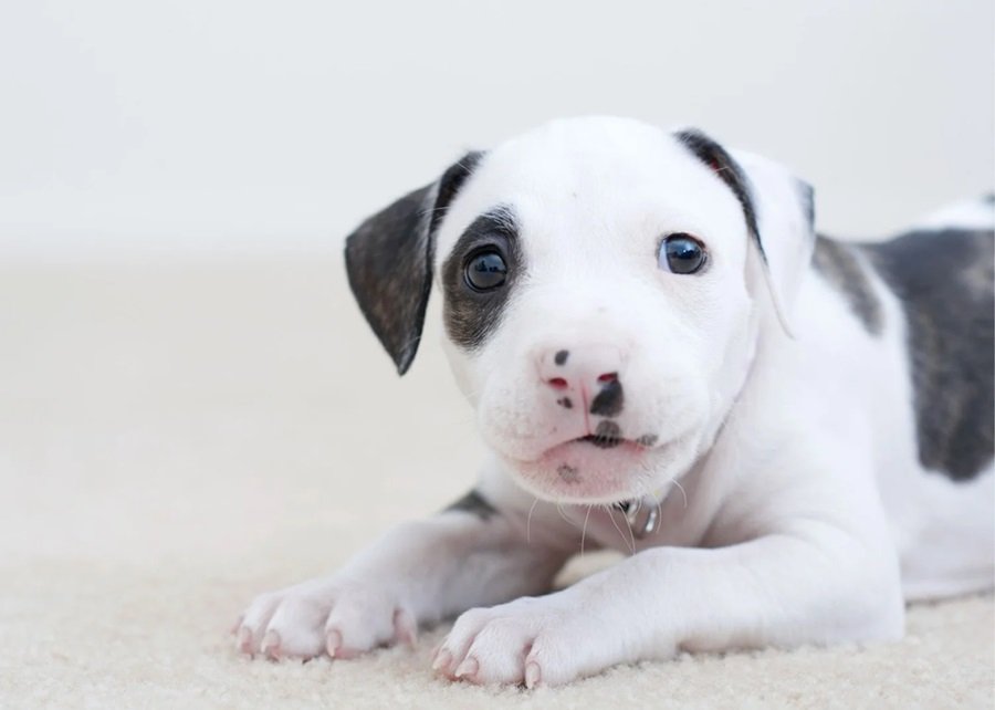 American Pitbull Terrier chó con