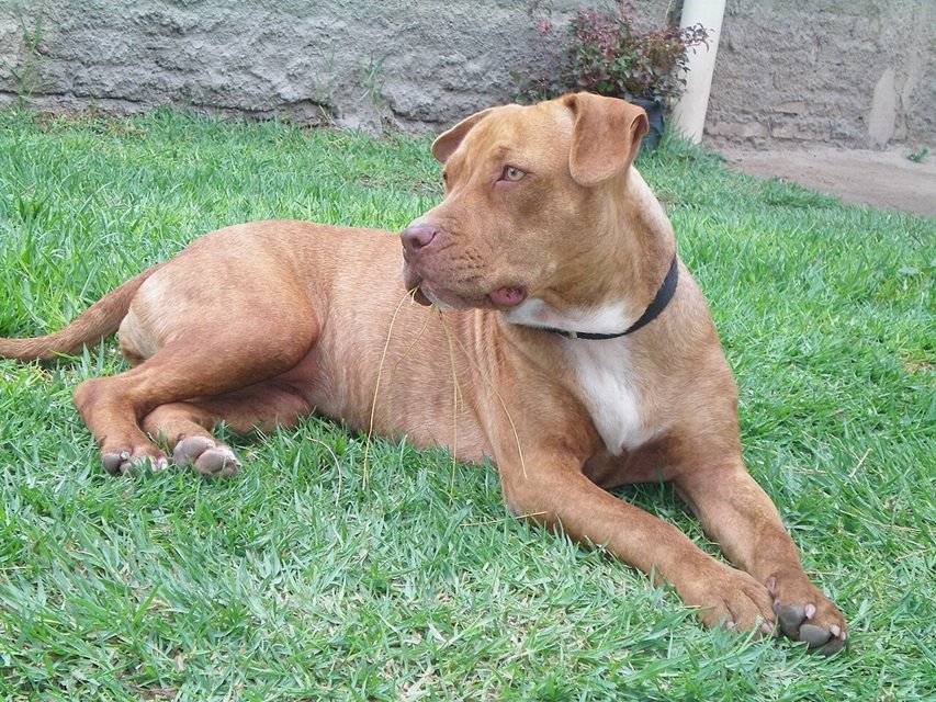 American Pitbull Terrier