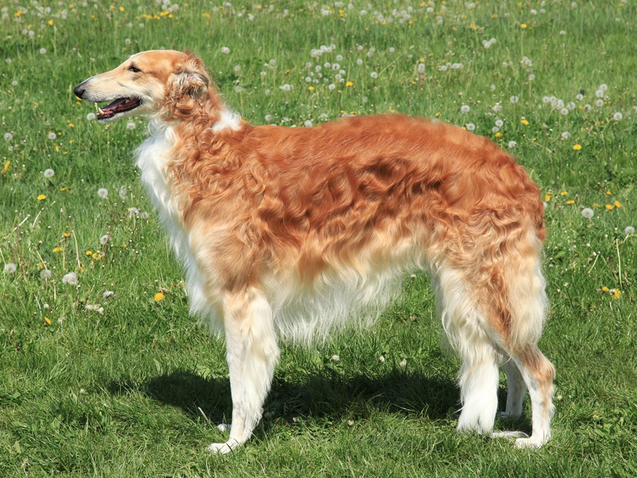 Borzoi