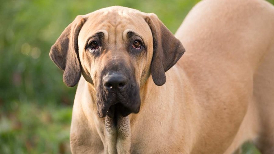 Fila Brasileiro