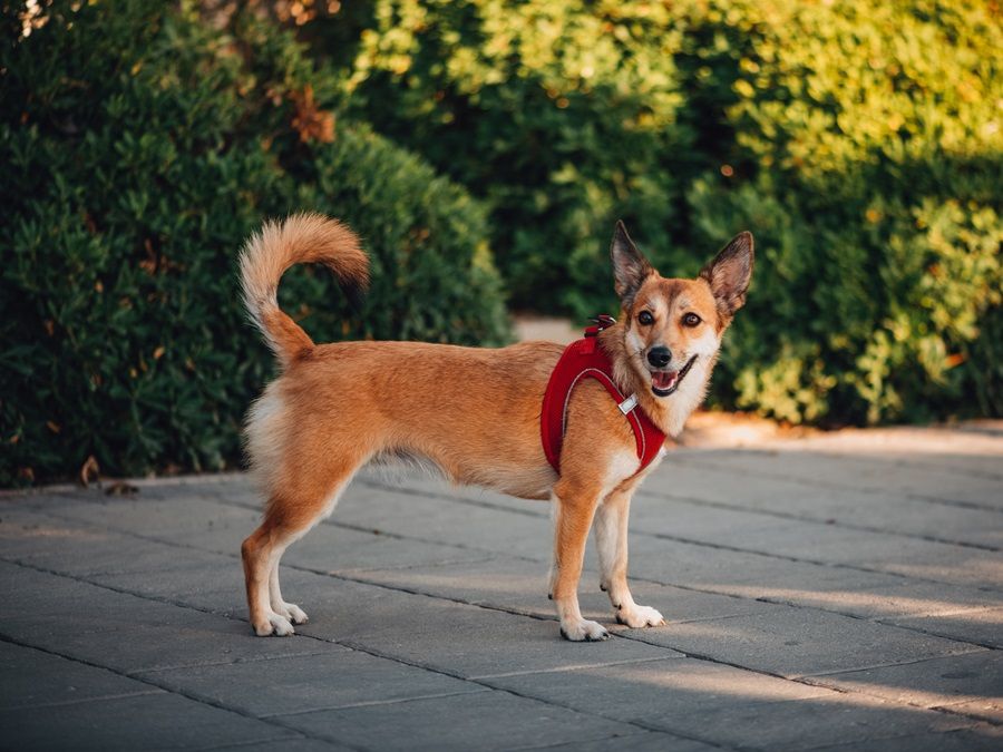 Norwegian Lundehund