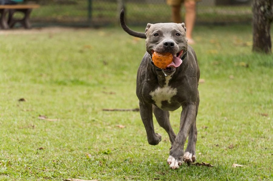 American Pitbull Terrier