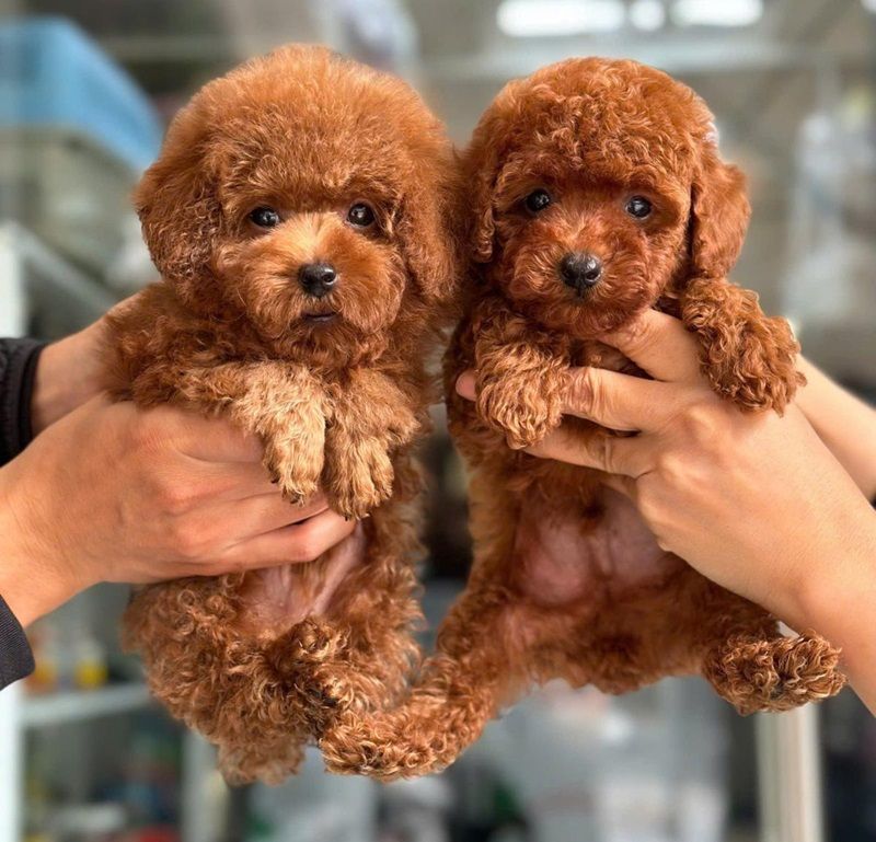 Chó Poodle 