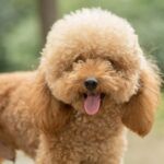 Chó Poodle