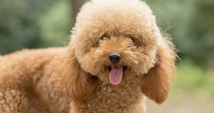 Chó Poodle