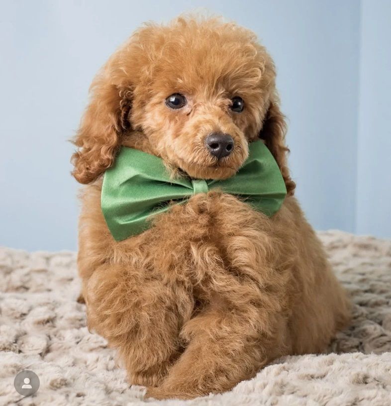 Chó Poodle