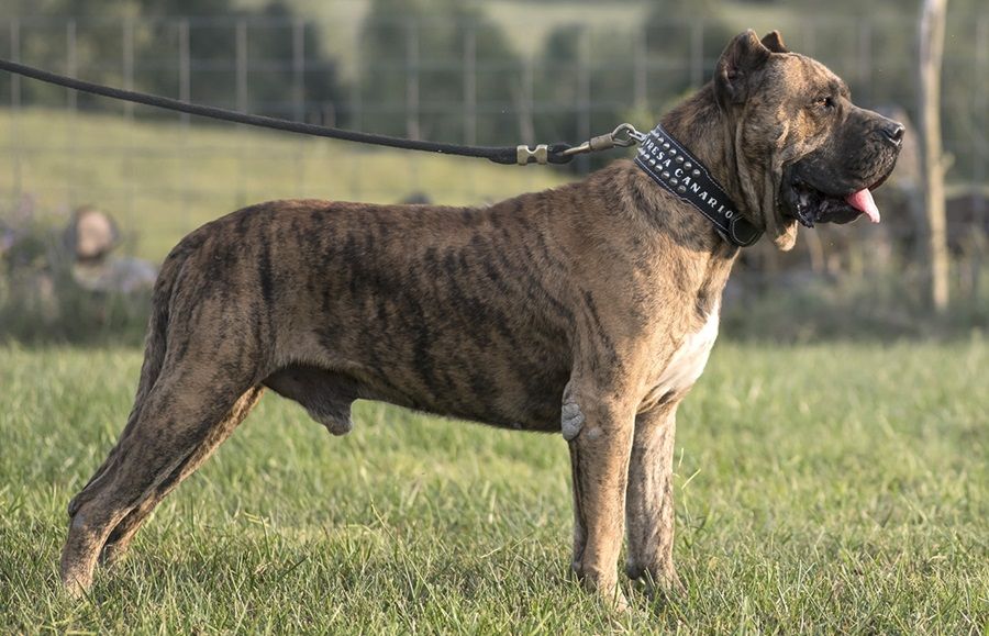 Chó Presa Canario