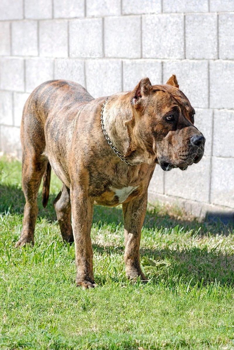 Chó Presa Canario