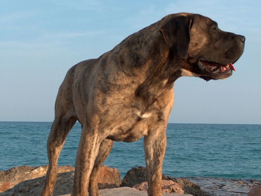 Chó Presa Canario