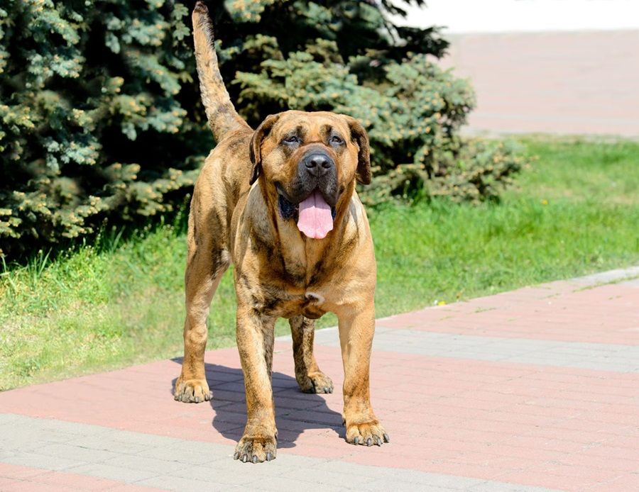 Chó Presa Canario