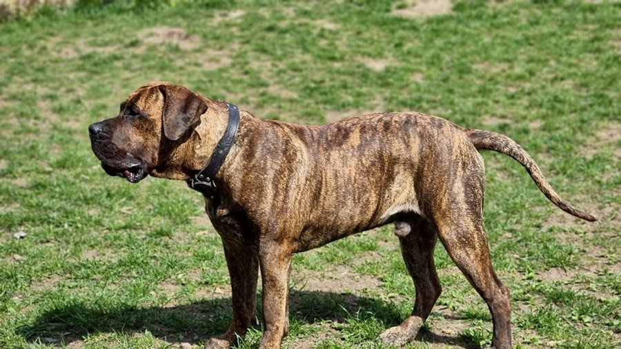 Presa Canario