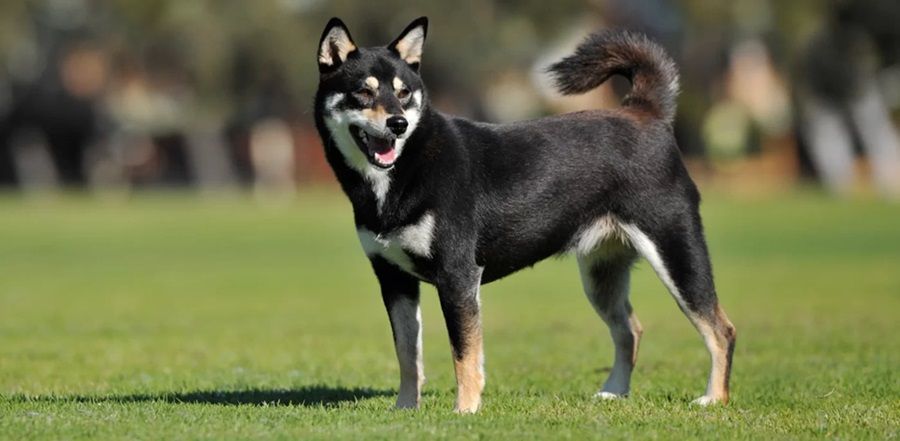 Chó Shiba Inu