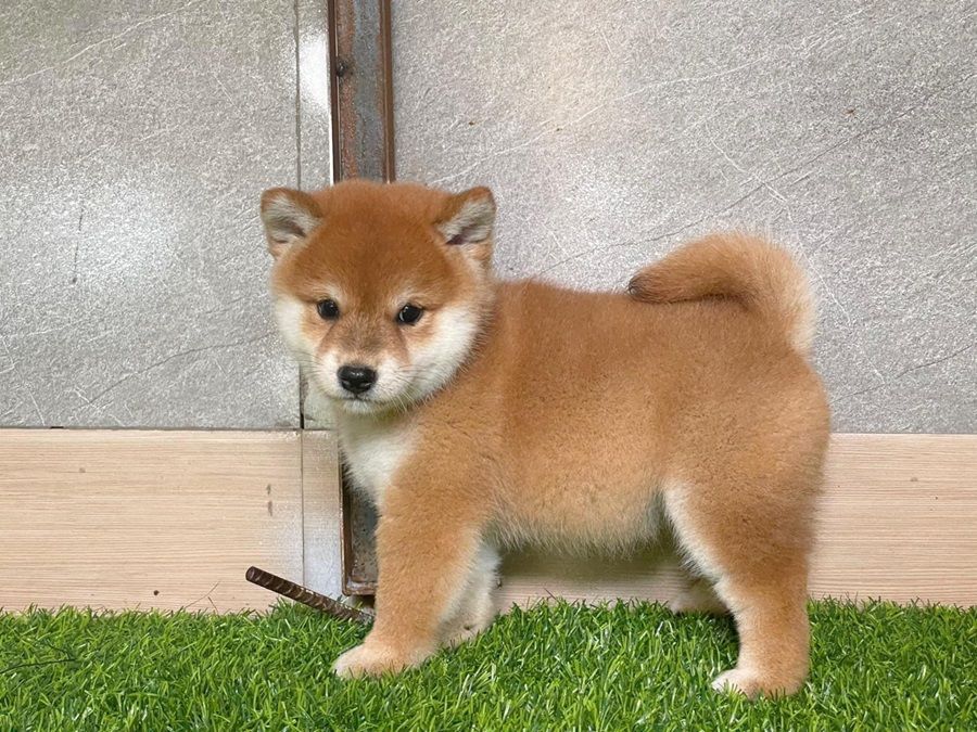 Chó Shiba Inu