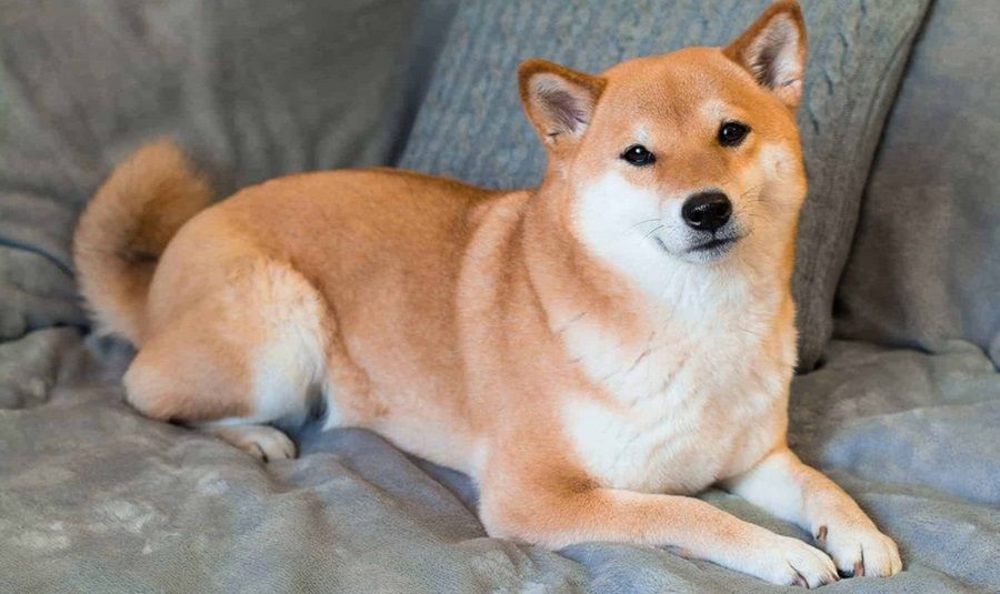 Chó Shiba Inu