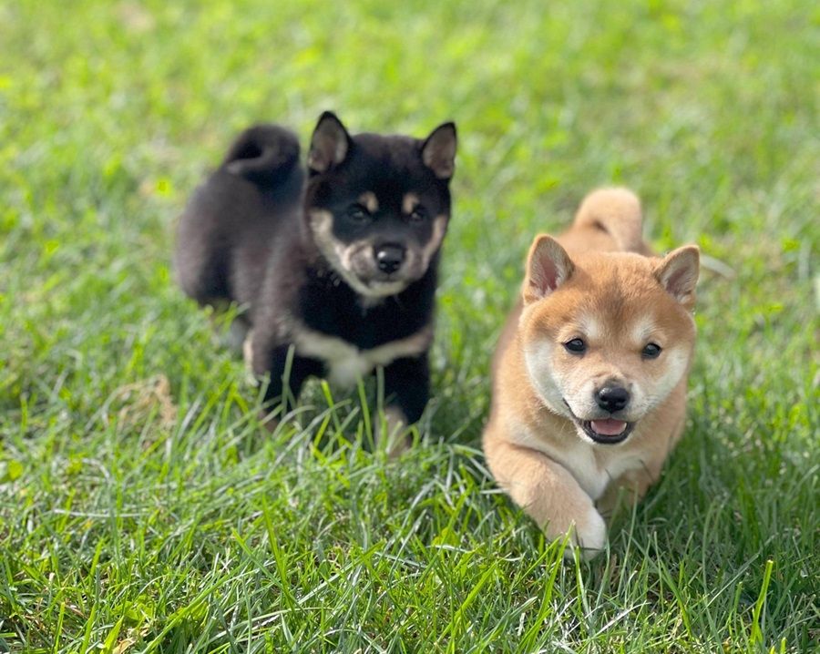 Chó Shiba Inu con