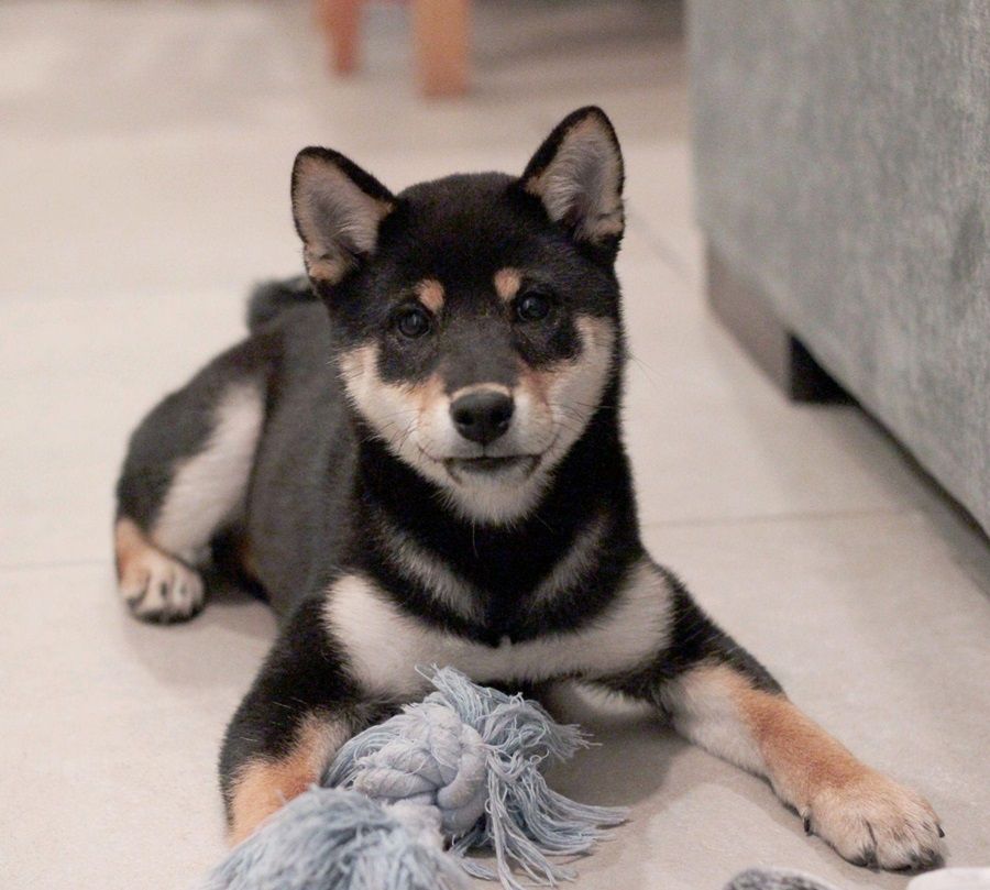 Chó Shiba Inu