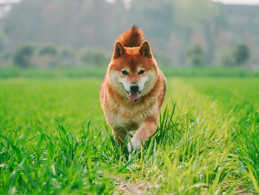 Chó Shiba Inu